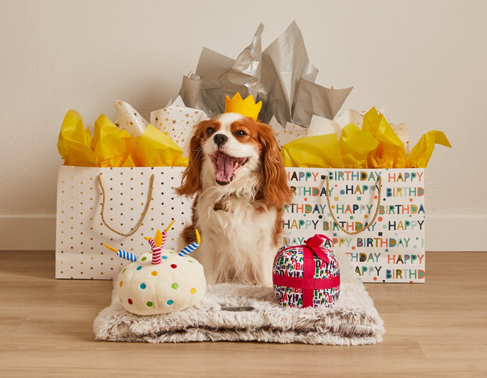 6" BIRTHDAY CAKE PLUSH DOG TOY