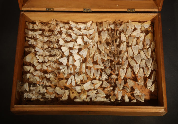 Vintage Entomological Moth Specimen Collection in Hinged Wooden Display Box