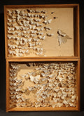 Vintage Entomological Specimen Box with Pinned Moth Collection in Two Trays